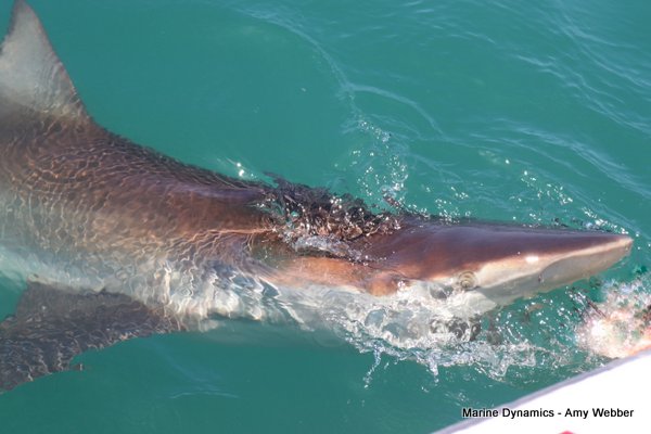 Bronze whaler shark, Shark cage diving, Gansbaai, Western Cape